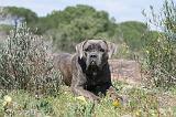 CANE CORSO 331